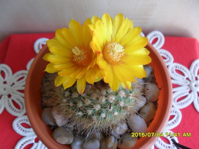 SAM_0513 - Cactusi si suculente 2015