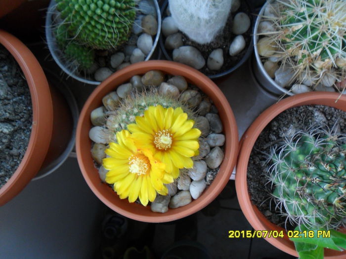 SAM_0522 - Cactusi si suculente 2015