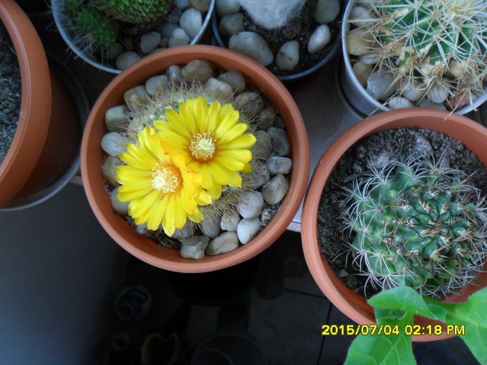 SAM_0523 - Cactusi si suculente 2015