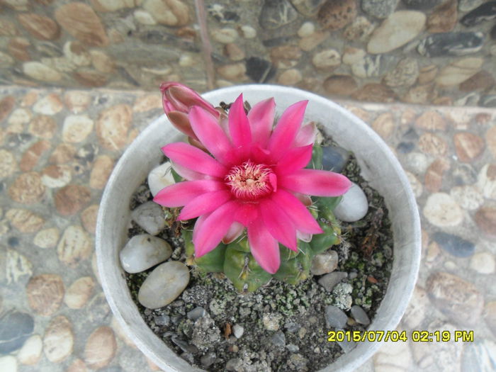SAM_0527 - Cactusi si suculente 2015