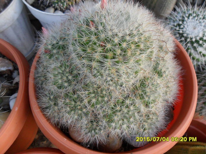 SAM_0538 - Cactusi si suculente 2015