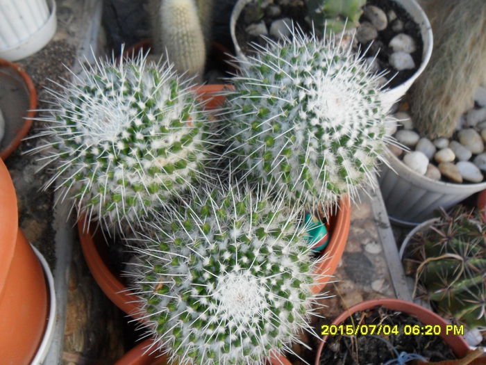 SAM_0539 - Cactusi si suculente 2015