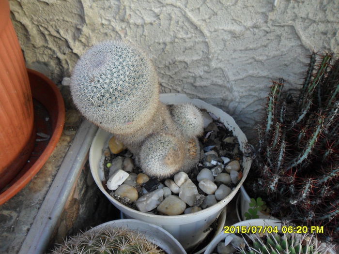 SAM_0542 - Cactusi si suculente 2015