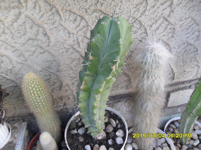 SAM_0544 - Cactusi si suculente 2015