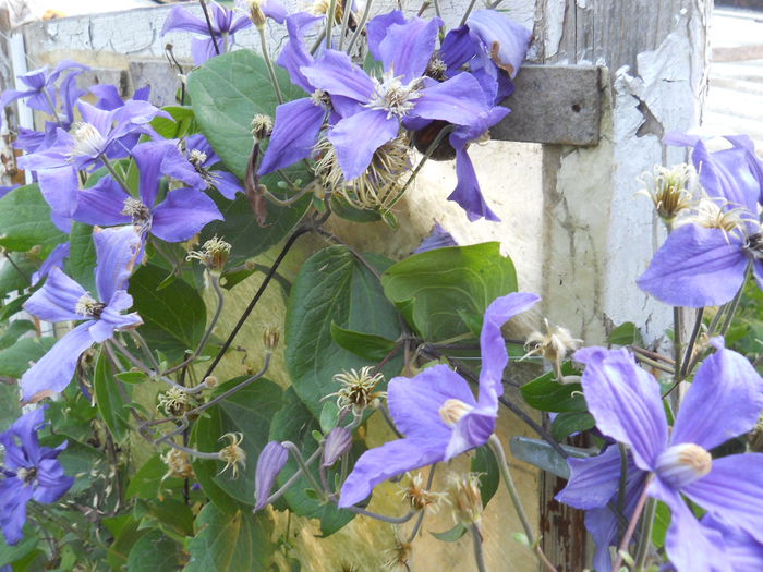 DSCN0018 - Clematite 2014