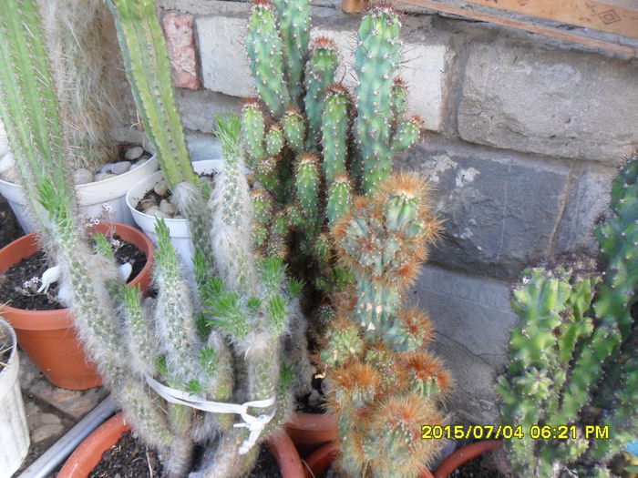 SAM_0546 - Cactusi si suculente 2015