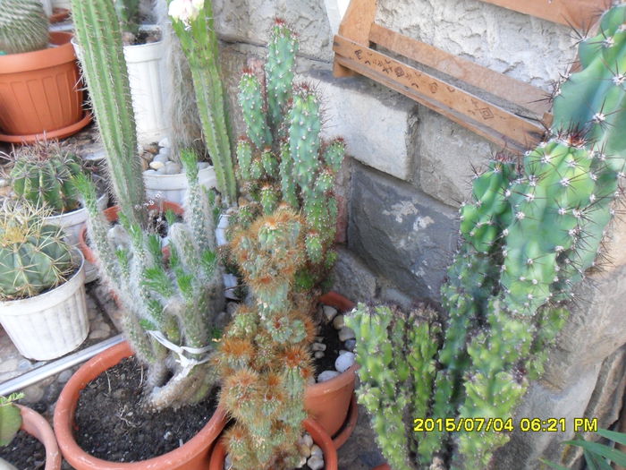 SAM_0547 - Cactusi si suculente 2015