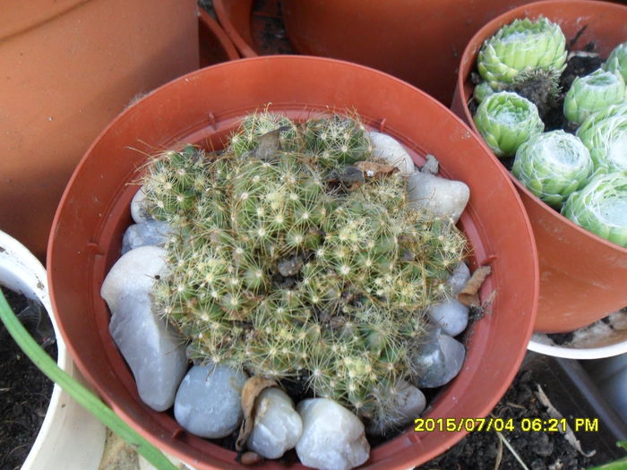 SAM_0549 - Cactusi si suculente 2015