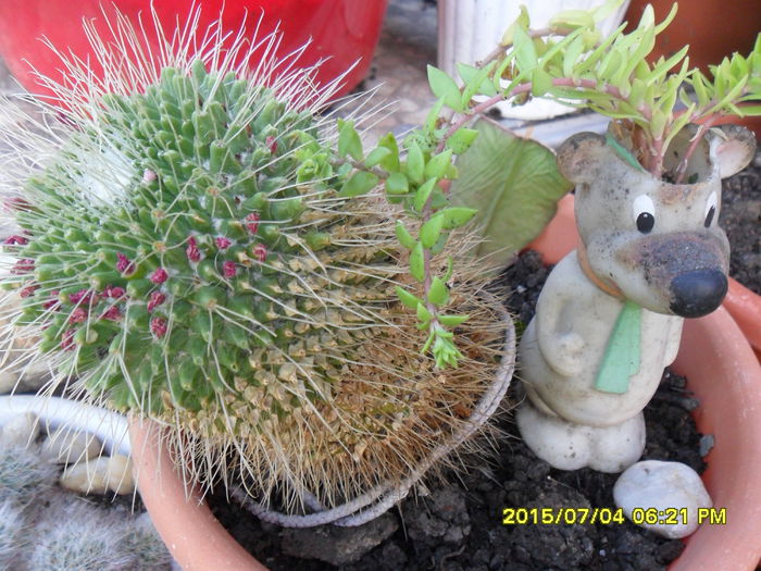 SAM_0551 - Cactusi si suculente 2015