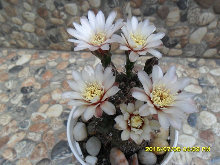 SAM_0564 - Cactusi si suculente 2015
