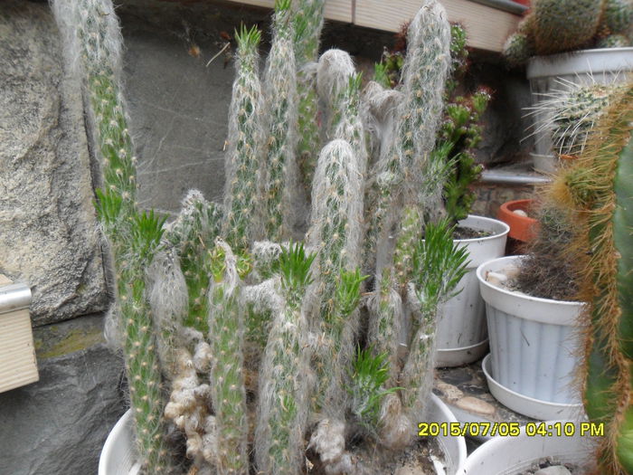 SAM_0566 - Cactusi si suculente 2015