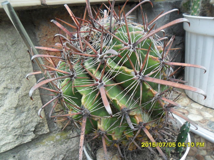 SAM_0567 - Cactusi si suculente 2015