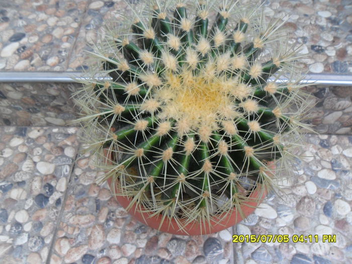 SAM_0570 - Cactusi si suculente 2015