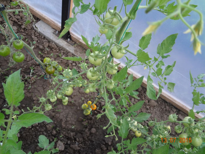 DSC00084 - Legume