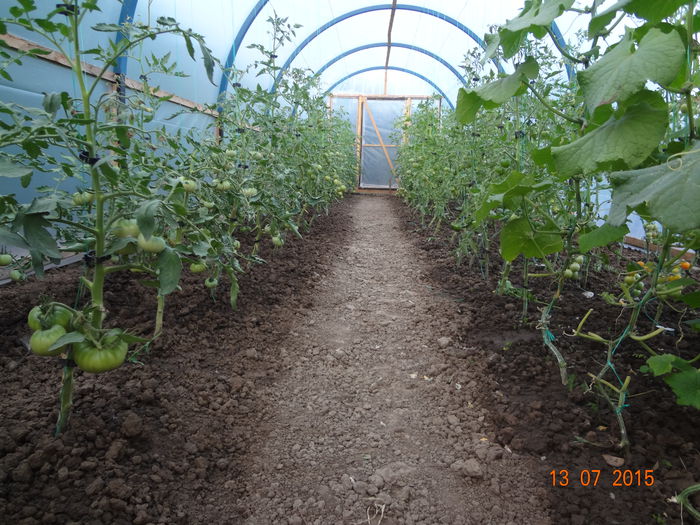 DSC00088 - Legume