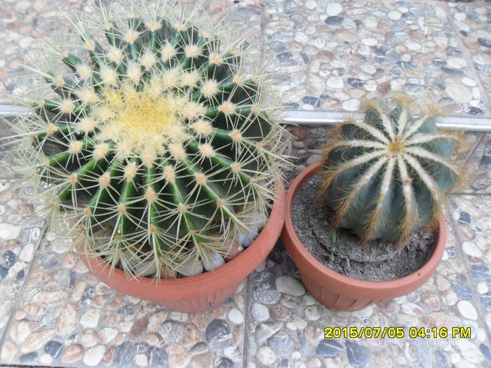 SAM_0572 - Cactusi si suculente 2015