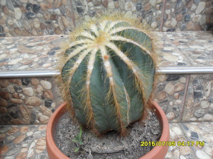 SAM_0573 - Cactusi si suculente 2015
