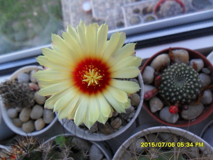SAM_0583 - Cactusi si suculente 2015