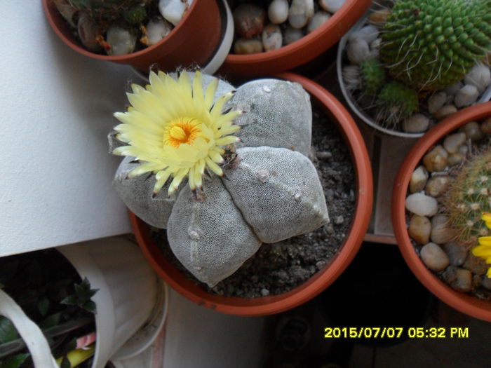 SAM_0585 - Cactusi si suculente 2015