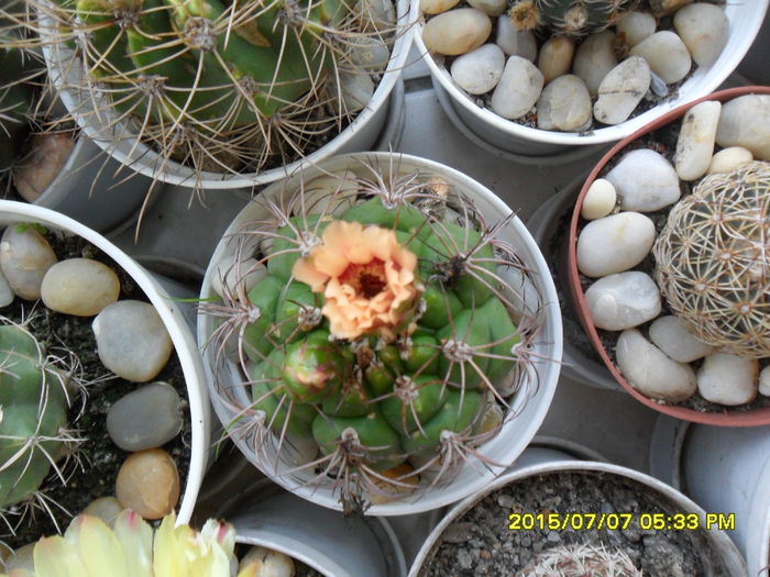 SAM_0586 - Cactusi si suculente 2015