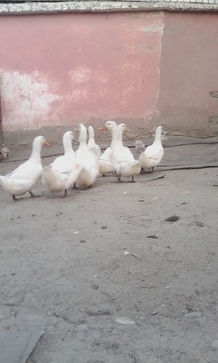 IMG_20150707_203801 - rate pekin