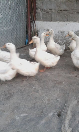 IMG_20150707_203816 - rate pekin