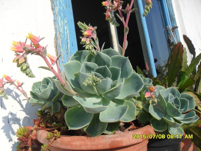 SAM_0598 - Cactusi si suculente 2015