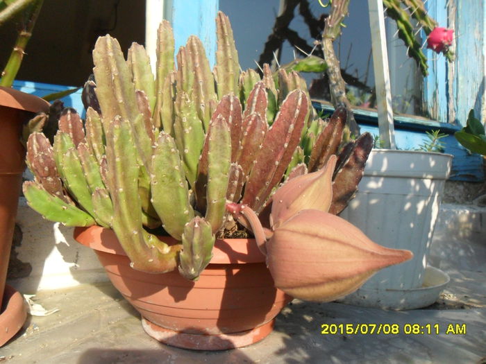 SAM_0599 - Cactusi si suculente 2015