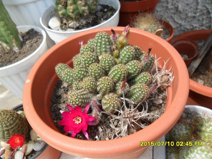 SAM_0615 - Cactusi si suculente 2015