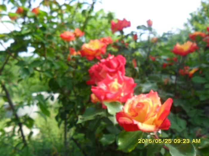 SAM_9634 - Serviciu 2015
