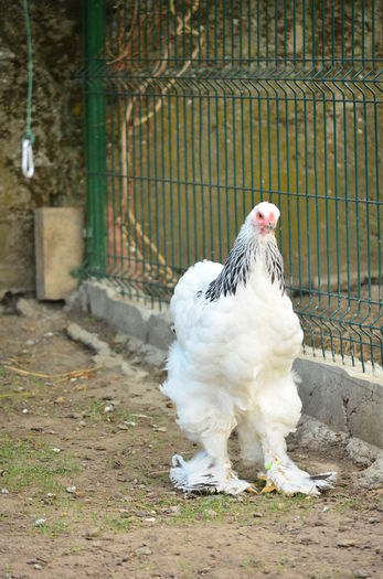 025 - Tineret 2015
