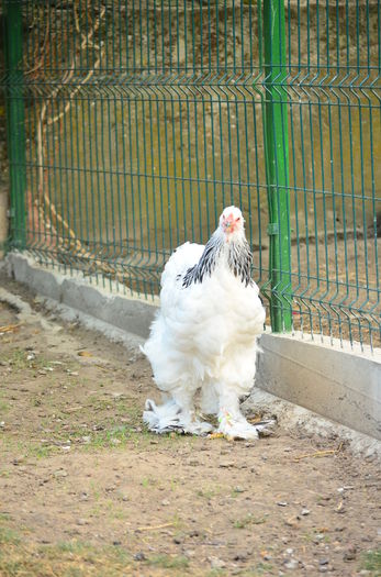 027 - Tineret 2015