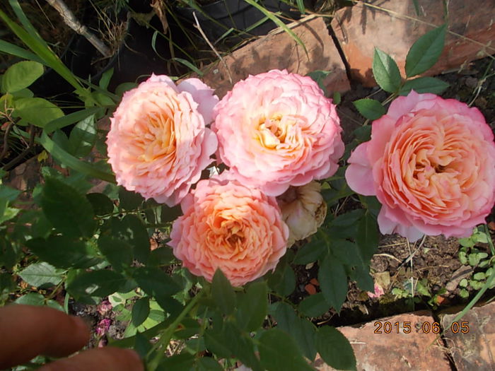 Picture 926 - 2015 in gradina mea