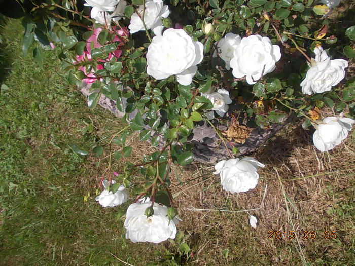 Picture 928 - 2015 in gradina mea