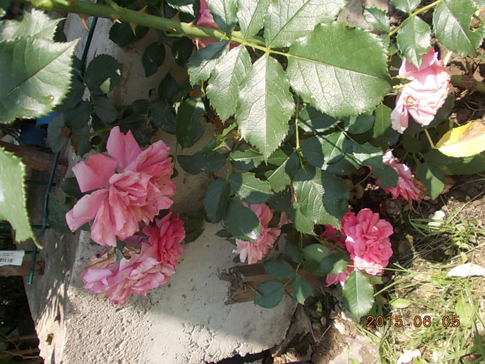 Picture 931 - 2015 in gradina mea