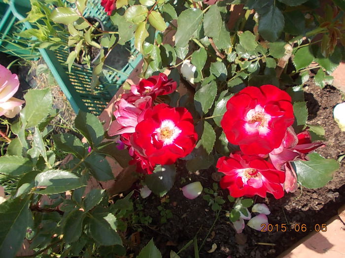 Picture 933 - 2015 in gradina mea