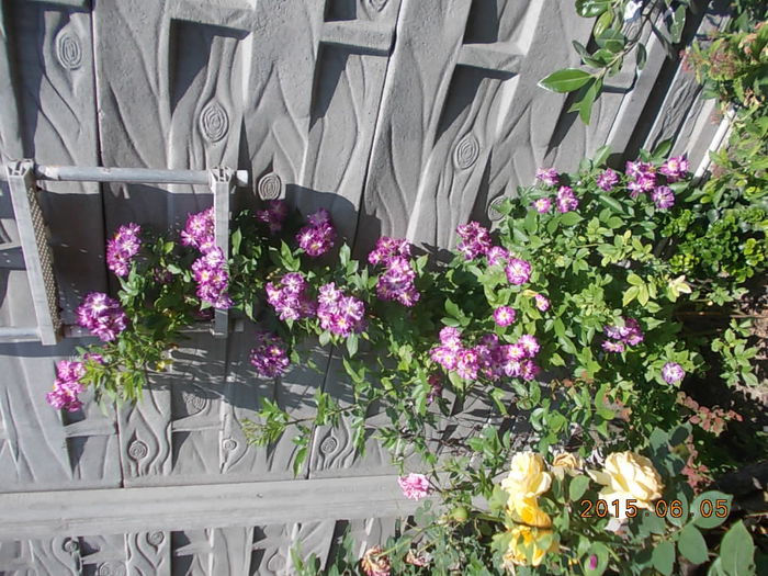 Picture 934 - 2015 in gradina mea