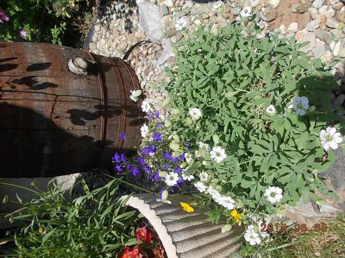 Picture 936 - 2015 in gradina mea