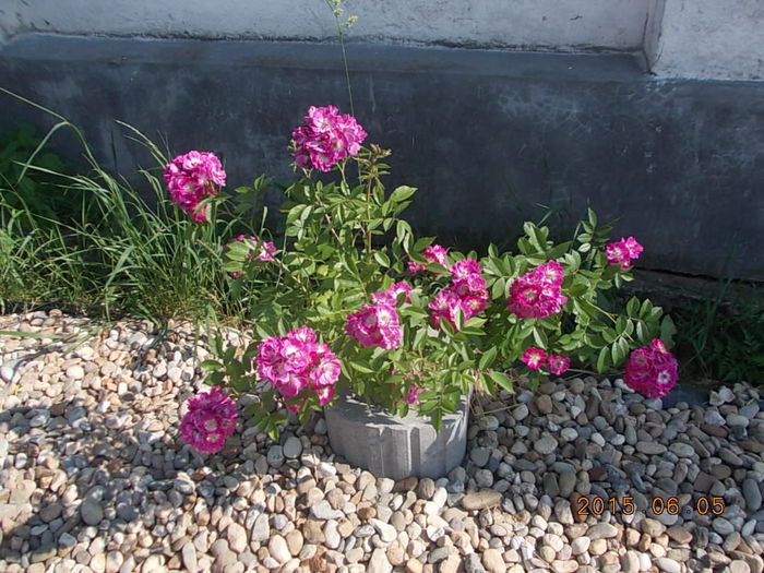 Picture 937 - 2015 in gradina mea