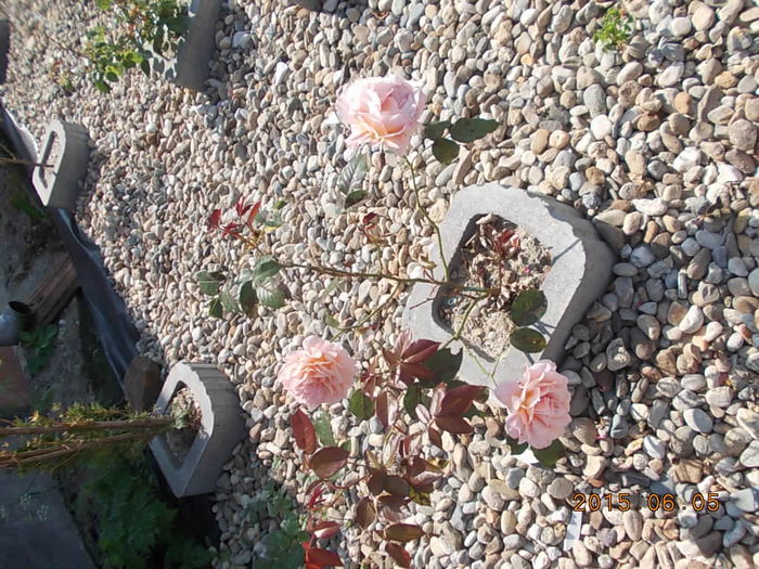 Picture 939 - 2015 in gradina mea