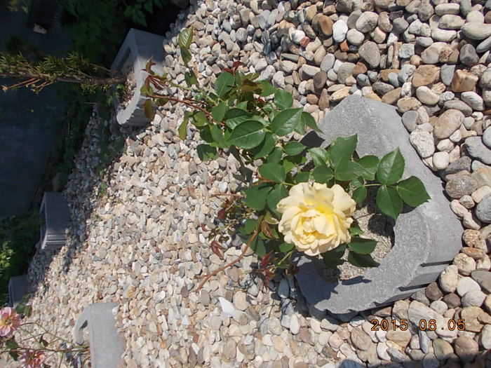 Picture 940 - 2015 in gradina mea