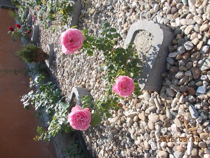 Picture 941 - 2015 in gradina mea