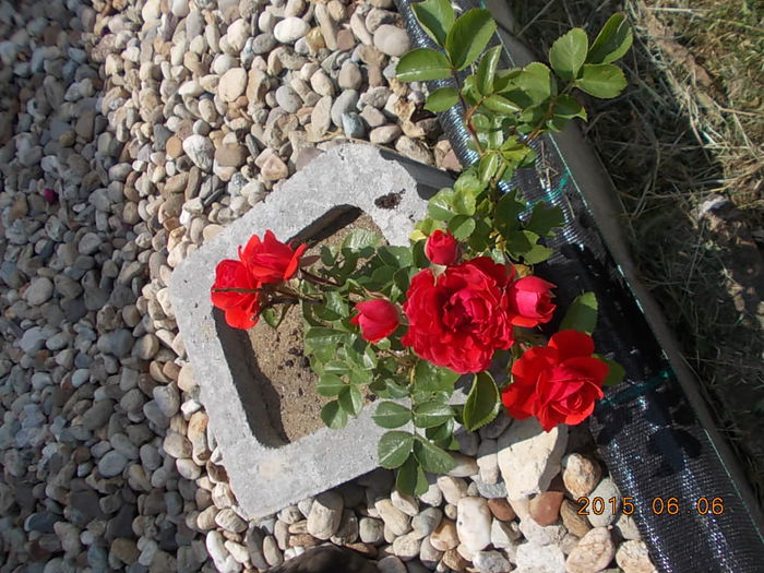 Picture 945 - 2015 in gradina mea