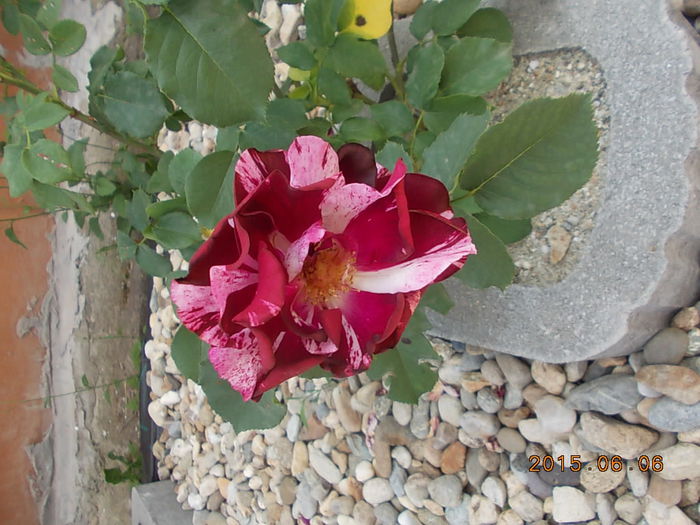 Picture 946 - 2015 in gradina mea