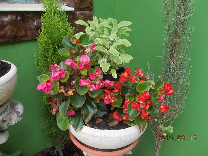 Picture 956 - 2015 in gradina mea