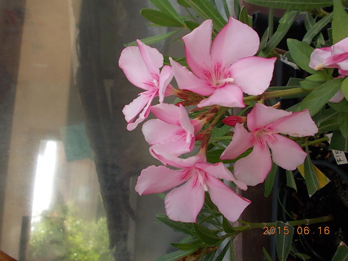 Picture 958 - 2015 in gradina mea