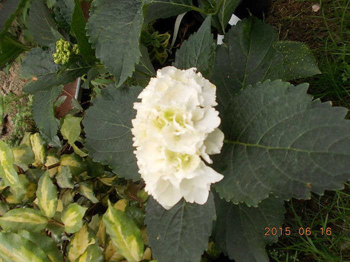 Picture 961 - 2015 in gradina mea