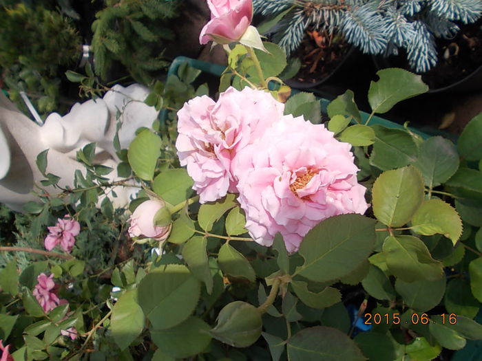 Picture 964 - 2015 in gradina mea