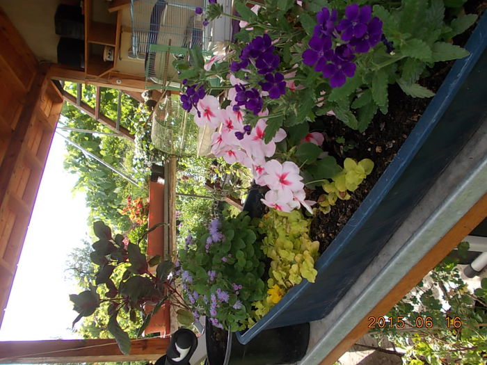 Picture 967 - 2015 in gradina mea