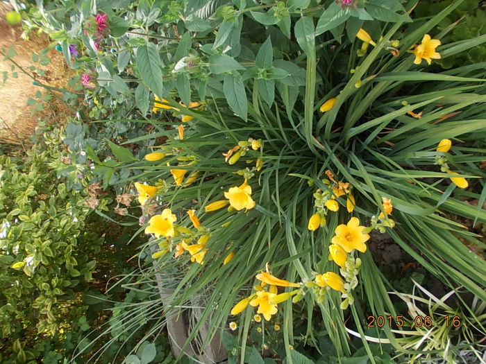 Picture 969 - 2015 in gradina mea